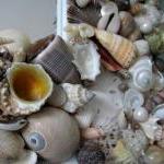 Beach Decor Shell Mirror - Nautical Decor Natural..