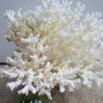 Beach Decor Lace Coral - Nautical Coral Cluster,..