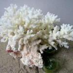 Beach Decor Lace Coral - Nautical Coral Cluster,..