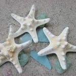 Starfish Beach Decor - Nautical Decor White Knobby..