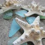 Starfish Beach Decor - Nautical Decor White Knobby..