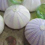 Nautical Decor Lavender Sea Urchin Shells - Beach..