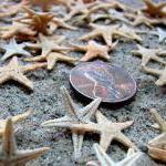 Beach Decor Tiny Starfish For Nautical Decor Or..