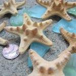 Starfish Beach Decor - Nautical Decor Knobby..