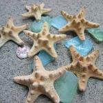 Starfish Beach Decor - Nautical Decor Knobby..