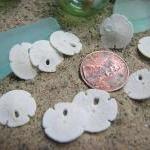 Seashell Beach Decor - Small Sand Dollars For..