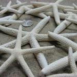 White Starfish Beach Decor Collection - 12 Beach..