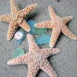 Starfish Beach Decor - Nautical Decor, Beach..