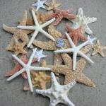 Beach Decor Starfish Collection - Nautical Decor..