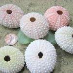 Beach Decor Pink Sea Urchins For Nautical Decor,..