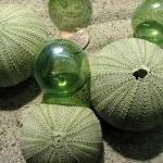 Beach Decor Sea Urchin Seashells - Nautical Decor..