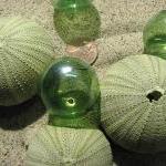 Beach Decor Sea Urchin Seashells - Nautical Decor..