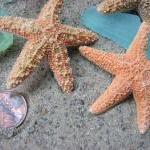 Starfish Beach Decor - Nautical Decor, Crafts, Or..