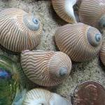 Sea Shells For Beach Decor - Nautical Decor Or..