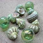 Sea Shells For Beach Decor - Nautical Decor, Beach..