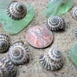 Nautical Decor Seashells - Beach Decor Heliacus..