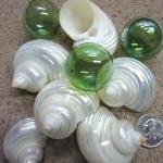 Beach Decor Seashells - Xl White Pearl Turbo..