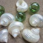 Beach Decor Seashells - Xl White Pearl Turbo..