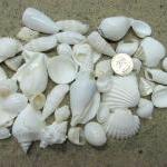 Beach Decor White Shell Mix - Nautical Decor Beach..