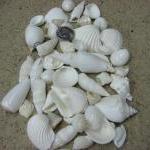 Beach Decor White Shell Mix - Nautical Decor Beach..