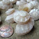 Beach Decor Seashells - Beach Wedding Or Nautical..