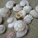 Beach Decor Seashells - Beach Wedding Or Nautical..