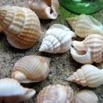 Seashells For Beach Decor - Reticulata Shells For..