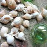 Seashells For Beach Decor - Reticulata Shells For..