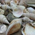 Seashell Mix For Beach Decor - Large Shell Mix For..