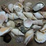 Seashell Mix For Beach Decor - Large Shell Mix For..