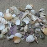Beach Decor Seashell Mix - Medium Shell Mix For..