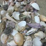 Beach Decor Seashell Mix - Medium Shell Mix For..