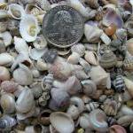 Seashell Mix For Beach Decor - Tiny Shell Mix For..