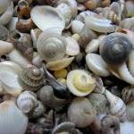 Seashell Mix For Beach Decor - Tiny Shell Mix For..