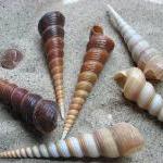 Sea Shells For Beach Decor - Nautical Decor Spiral..