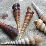 Sea Shells For Beach Decor - Nautical Decor Spiral..