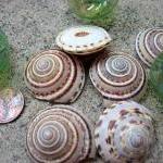 Seashells For Beach Decor - Nautical Decor Sundial..