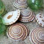 Seashells For Beach Decor - Nautical Decor Sundial..