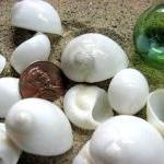 Seashell Decor - Nautica Seashells For Nautical..
