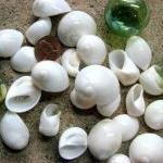 Seashell Decor - Nautica Seashells For Nautical..