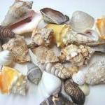Shells For Beach Decor - (24) Assorted Lg...