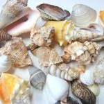 Shells For Beach Decor - (24) Assorted Lg...