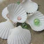 Sea Shells For Beach Decor - Nautical Decor Irish..