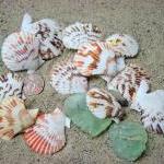 Beach Decor Seashells - Scallop Shells For..