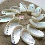 Beach Decor Seashells - Wedding, Nautical Decor Or..