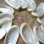 Beach Decor Seashells - Wedding, Nautical Decor Or..