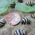 Shells For Beach Decor - Nautical Decor Beehive..