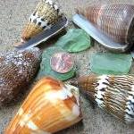 Sea Shells For Beach Decor - Cone Shell Asst. For..