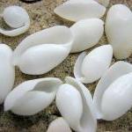 Beach Decor White Seashells - Bullet Shells For..