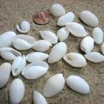 Beach Decor White Seashells - Bullet Shells For..